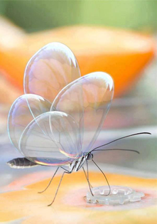 beautiful-transparent-butterfly-photo.jpg