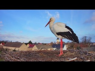 Storchennest Fohrde - Nest 1 - Live aus dem Nest (White Stork, Bocianie, лелека, čáp, roda, gólya)