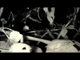 Pi NoIR infrared time-lapse: bramble bush