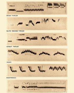 spectrogram-of-bird-songs-omikron.jpg