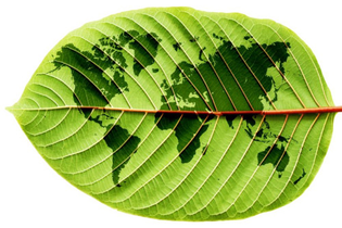 leaf-earth.jpg