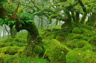 moss-covered-forest-in-dartmoor-england.jpg