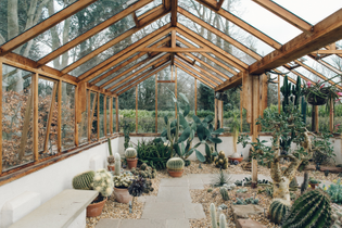 haarkon-winterbourne-birmingham-garden-glasshouse-plants-england-cacti-cactus-shed-cabin.jpg