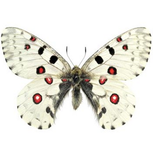 Parnassius nomion white red butterfly China