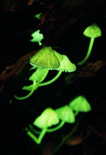 glowing mushrooms #genetics #nocturnal_dining