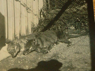 Sunbathing thylacines. Source/date unknown.