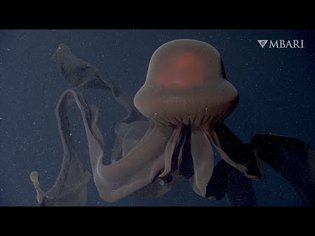 An extraordinary deep-sea sighting: The giant phantom jelly