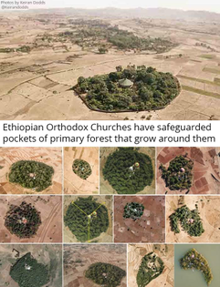 Ethiopian forest church