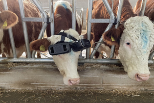 VR glasses wearing cows