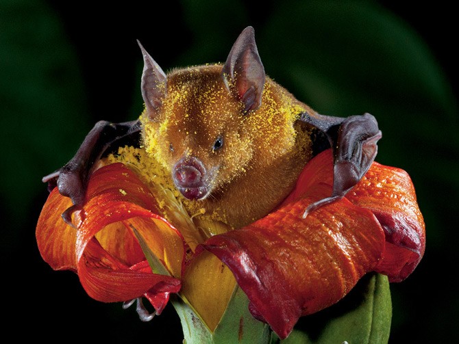 bat-in-flower.jpg