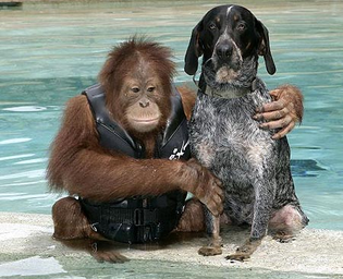 orangutan-and-dog-1a580i2.jpg