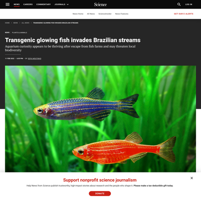 Transgenic glowing fish invades Brazilian streams