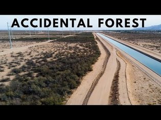 The Canal that Accidentally Grew a Forest in the Arizona Desert