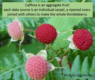calflora-thimbleberry.jpeg