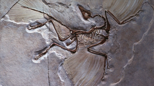 riley-black-hiraeth-dinosaur-fossils-grief-horizontal-lead-1280x719.jpg