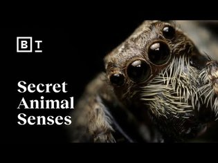 The hidden sensory world of animals | Ed Yong
