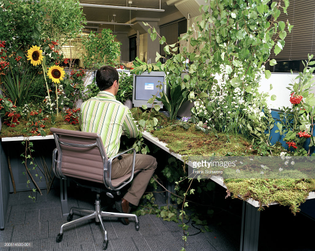 office-worker-at-desk-covered-in-plants-and-flowers-rear-view-picture-id200514500-001
