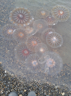 7-16-13-jellyfish.jpg