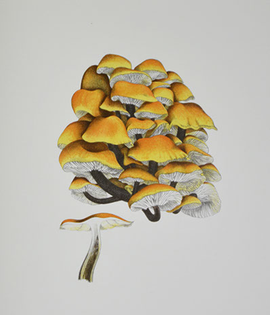 mushroombook8.jpg