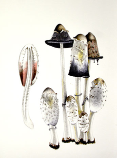 mushroombook13.jpg